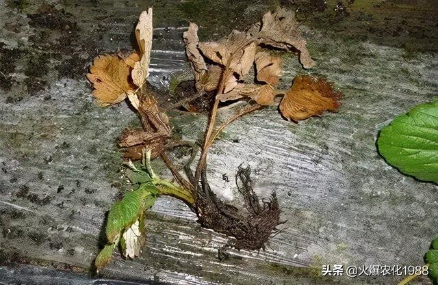 荣登央视！连续2遍，彻底根治草莓红中柱根腐病3