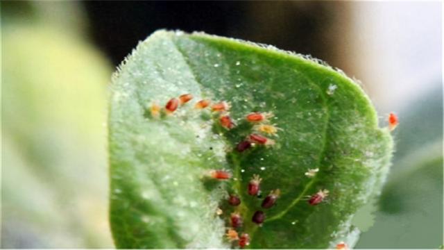 苹果红蜘蛛频繁发生，危害性大，你知道如何正确防治吗？1