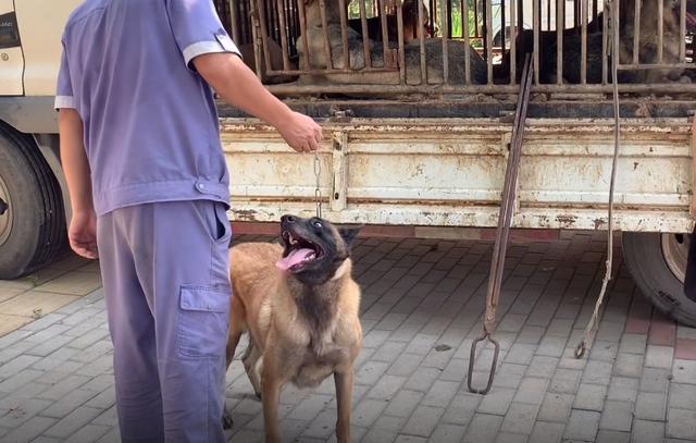 山东马犬