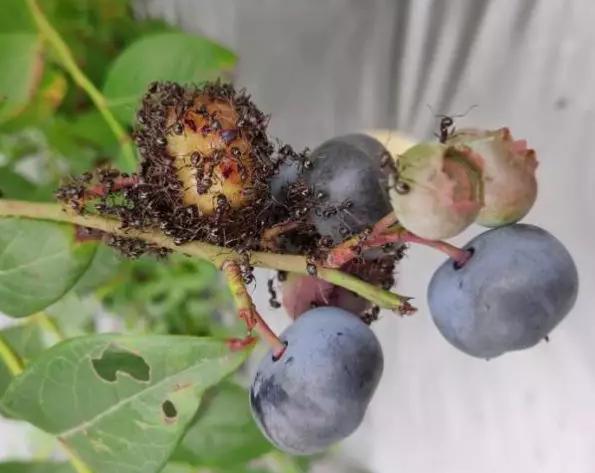 蓝莓种植常见虫害新梳理，田间实拍图片，防治方案供参考11