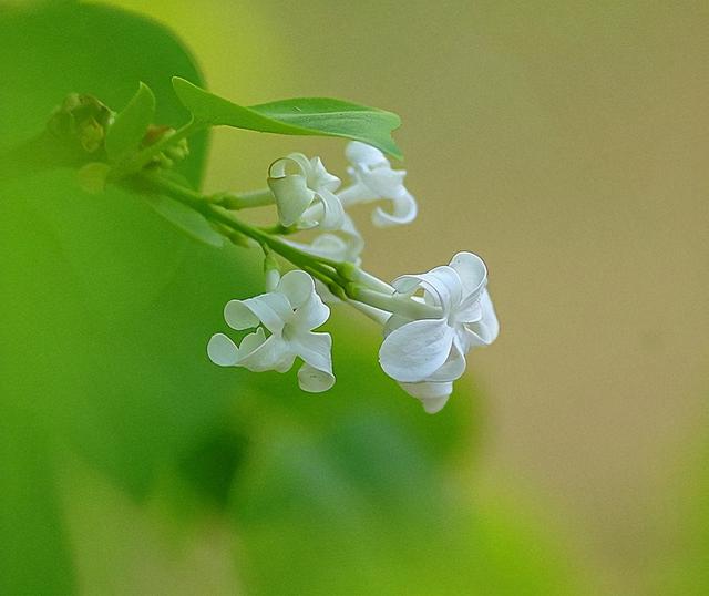 落花有意流水无情的意思