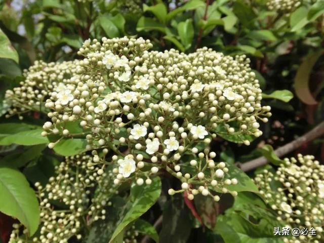 北方宿根花卉 北方宿根花卉（北方宿根花卉有哪些种类） 生活