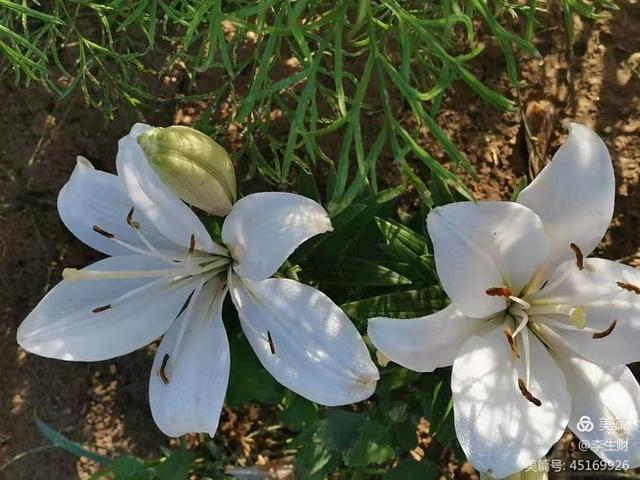 走进紫晨广场：文/李生财，图/郭翠枝