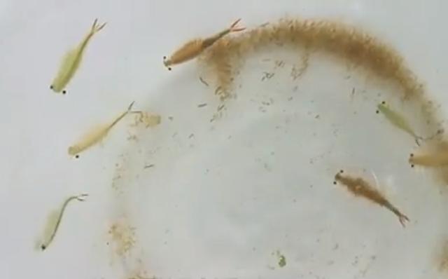 我国江苏发现2亿多年前的生物，世上真的有不老的生物吗？