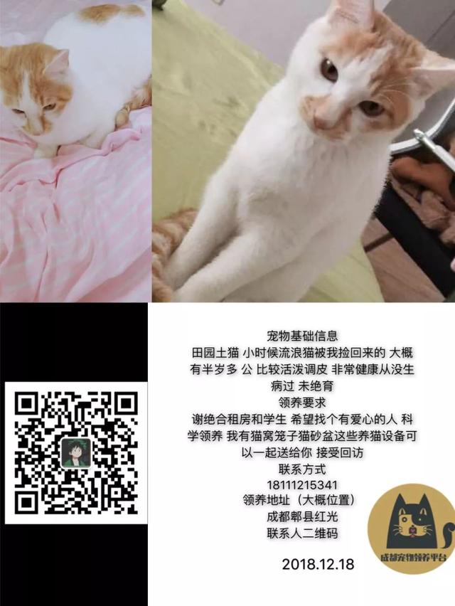 成都宠物猫领养