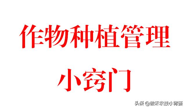 氨基寡糖素：促长壮棵+防治病虫害，作物浸种、灌根、喷施都能用