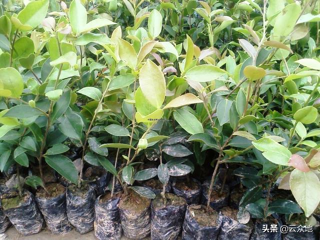 油茶栽培技术要点（如何提高油茶栽植成活率）