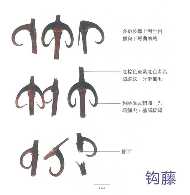 中药古今研究：钩藤