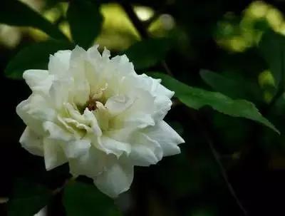 50种浪漫鲜花花语大全 50种浪漫鲜花花语大全（50种浪漫鲜花花语大全图片） 生活