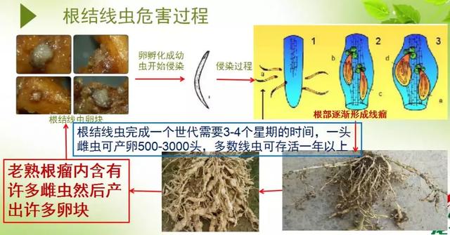 线虫危害大，神农丹、克百威及非法熏蒸剂禁用后，谁来攻克？5