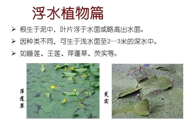 水生植物种类 水生植物种类（水生植物100种） 生活