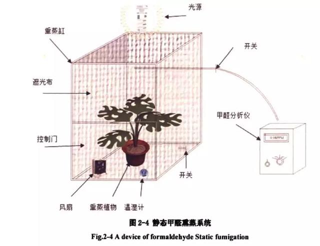 绿萝的功效与作用