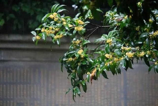 桂花树造型