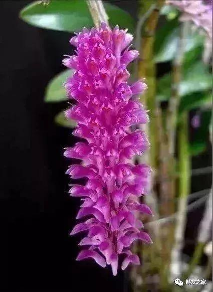 石斛种类 石斛种类（石斛种类有哪些） 生活