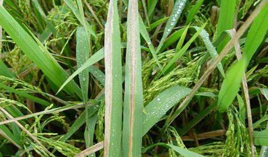 种植分享：水稻主要病虫害防治技术，一起来学学吧7