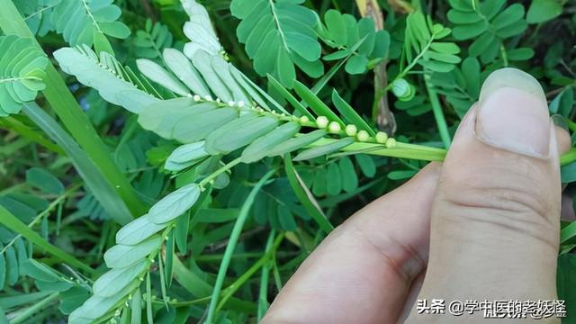 珍珠草 珍珠草（珍珠草的功效与作用） 生活