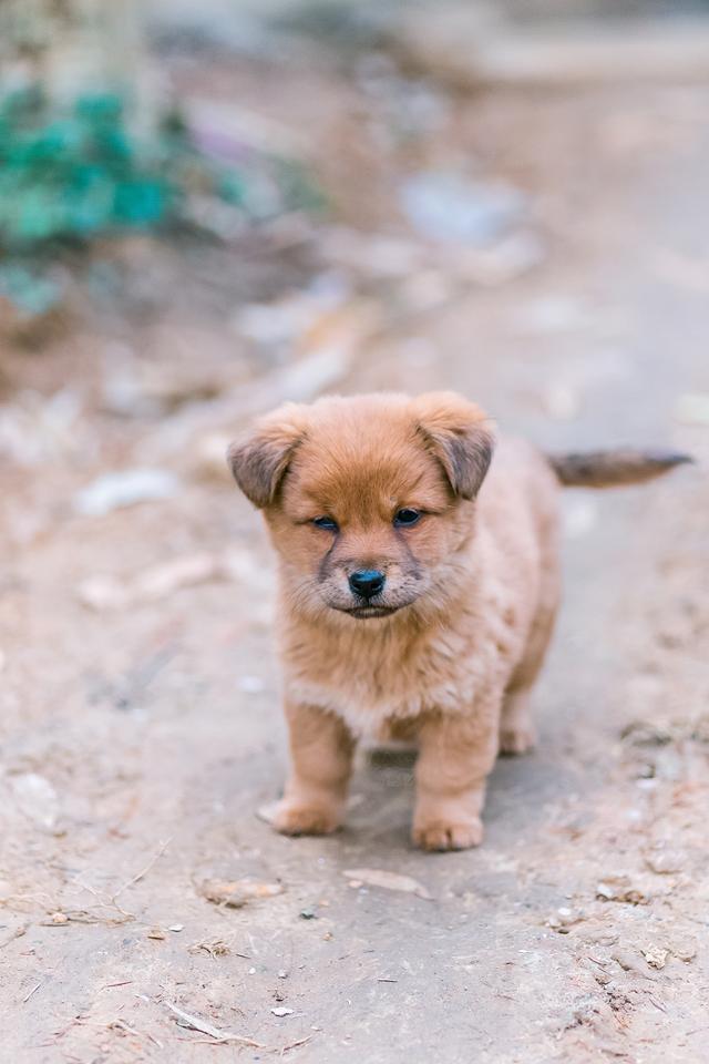 土狗图片 土狗图片（白色土狗图片） 动物