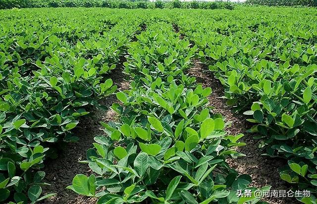 花生三遍药什么时候打？花生在什么时候施叶面肥？花生高产三遍药3