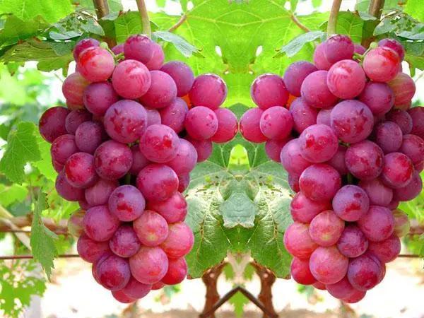 21种葡萄品种介绍，发展葡萄必不可少2