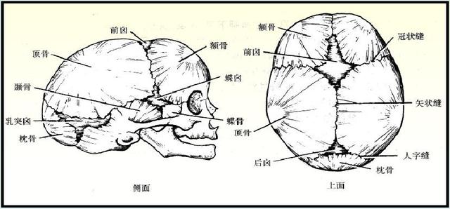 超声学检查是什么意思