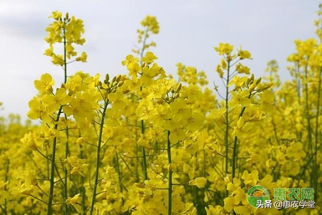 连阴雨对油菜危害及防灾减灾技术措施3