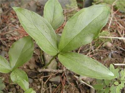 半夏种植技术 半夏种植技术（半夏种植技术视频） 生活