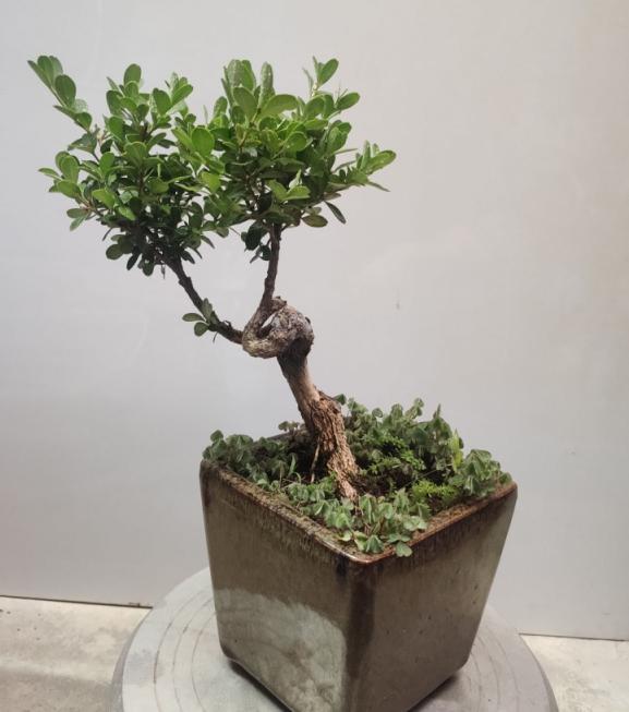 花草图片大全