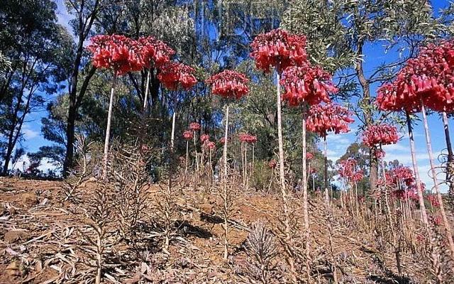 落地生根花