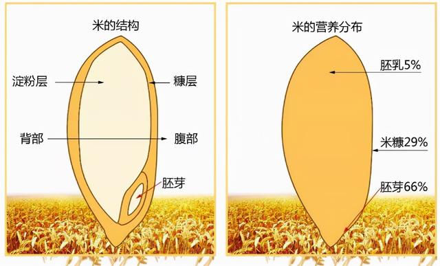 胚芽米是高营养米，那么胚芽米的好处和功效是什么？看完就知道了