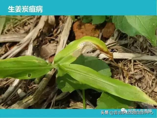 「生姜植保」生姜病虫害图谱以及防止办法（姜农必看！）4