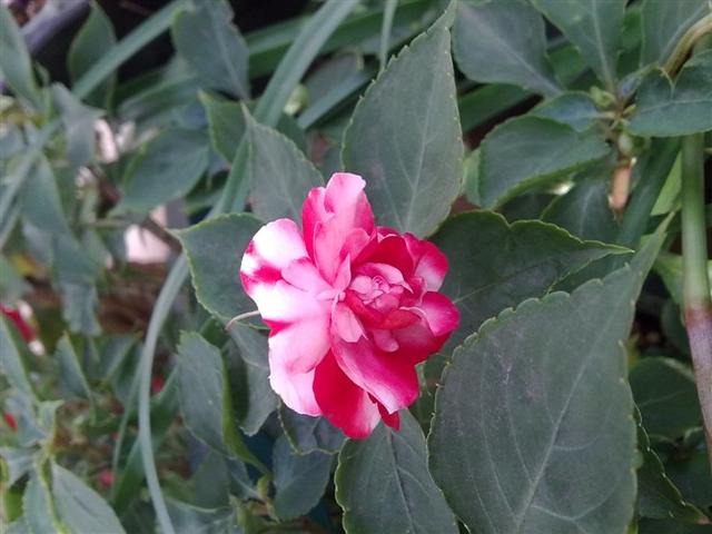 非洲凤仙花 非洲凤仙花（非洲凤仙花花期） 生活