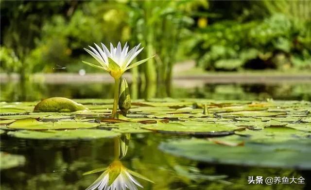 睡莲种植