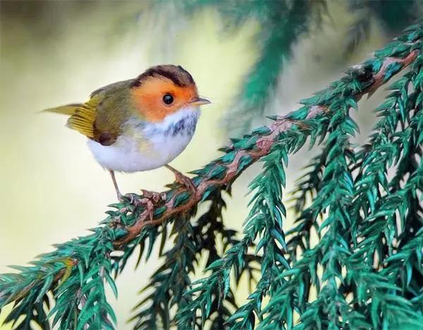 鸟类名称