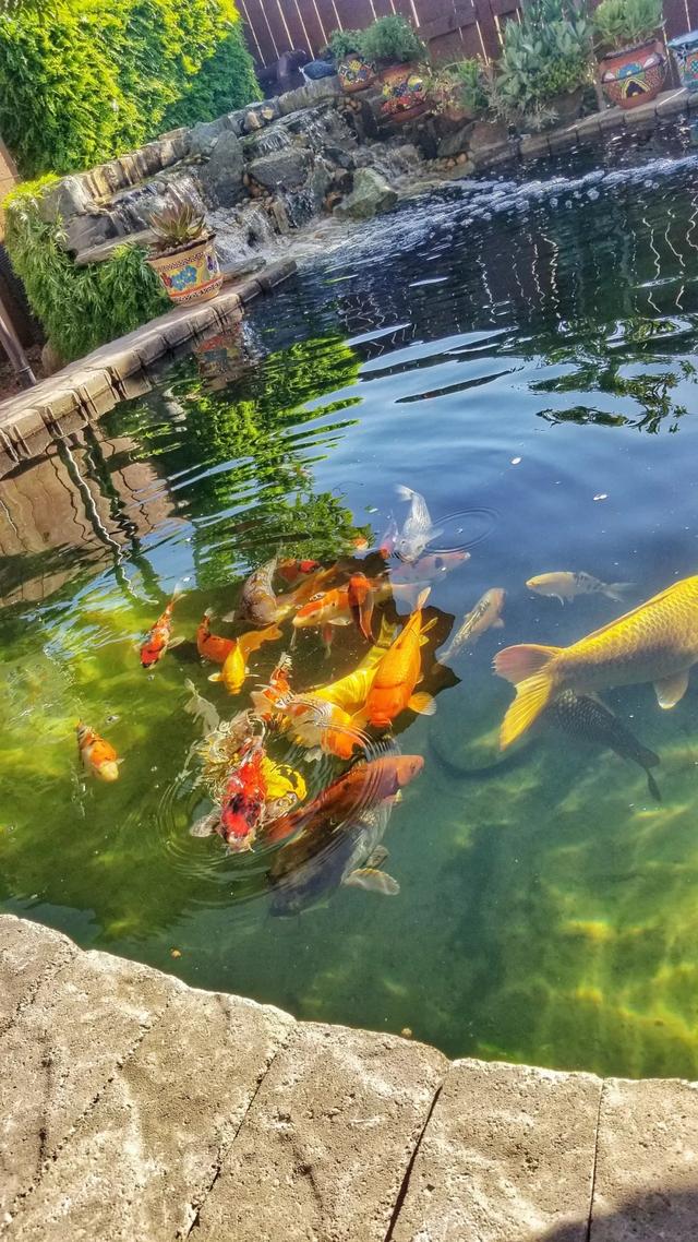 花生油过滤机的渣子能喂鱼吗