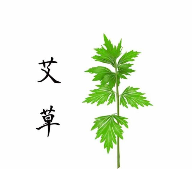 中药古今研究：艾叶