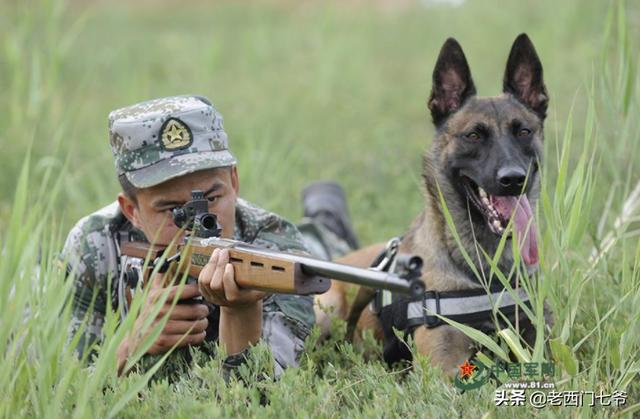 高空索降军犬抱紧特战队员胳膊特种兵般训练的中国军犬