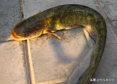 昂刺鱼没有鱼鳞吗
