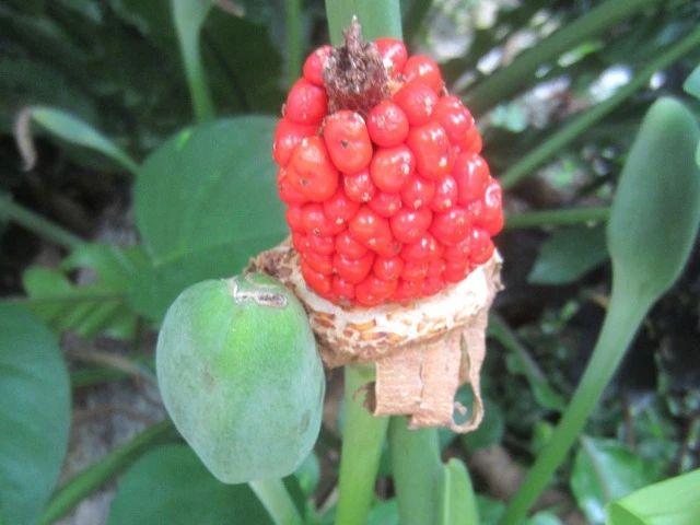 海芋花 海芋花（海芋花有几种颜色） 生活