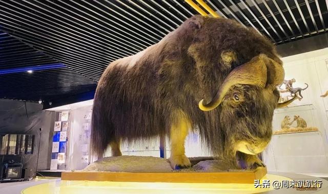 亲子打卡！科学探索，细菌好有趣啊，参观1000+件标本