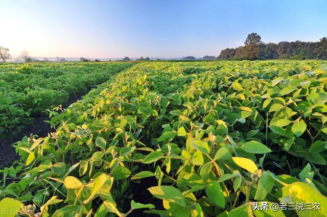 大豆总是重茬？施肥多却产量低？学会一个办法，轻松增产增收15