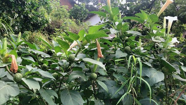 曼陀罗花有什么功效 曼陀罗花有什么功效「曼陀罗花泡酒的功效」 生活