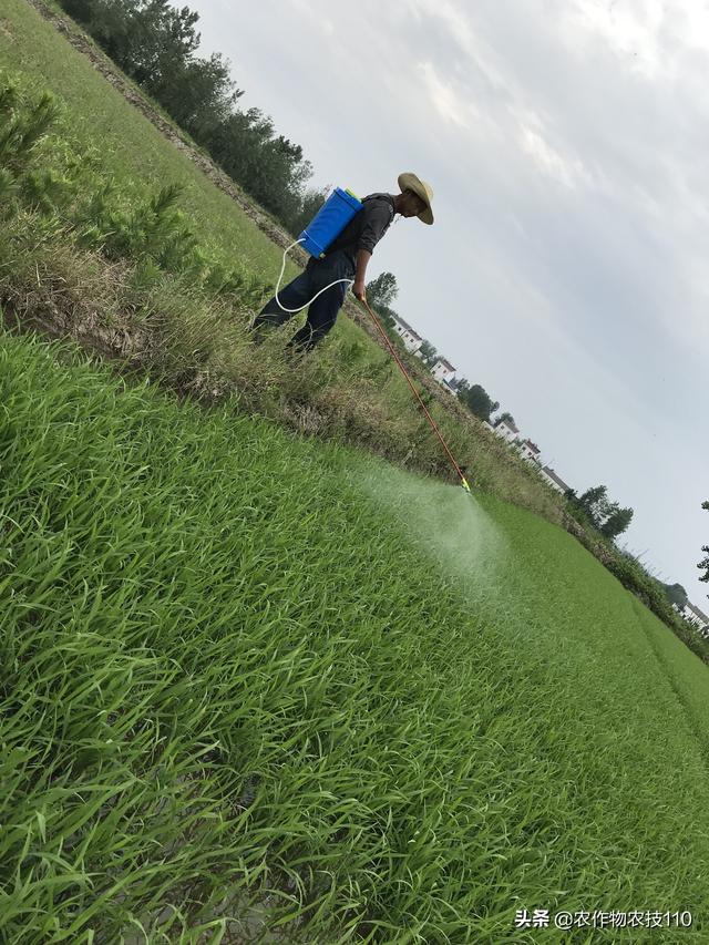 水稻除草加一种东西，除草安全、高效，能省几十元！4