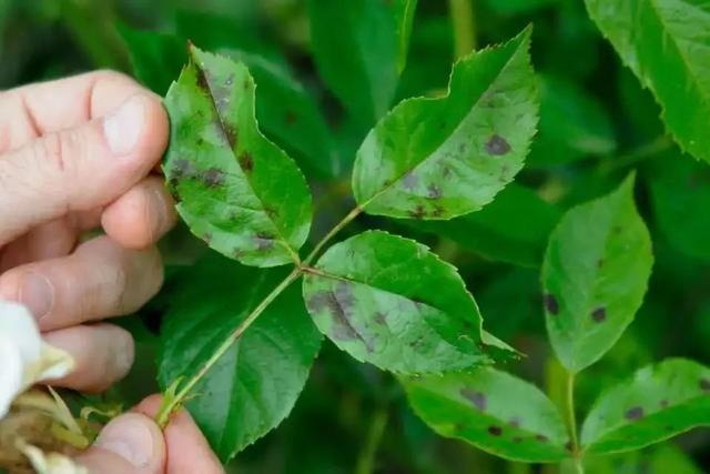 8种盆栽花卉容易感染的病虫害，用药的方法技巧指南，新手轻松学11