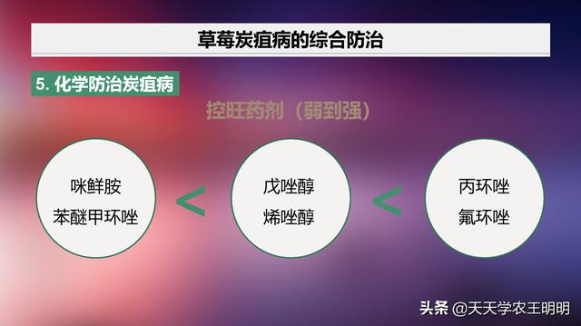 草莓炭疽病怎么治？5点经验+5个用药注意！全做对了丰产不愁10