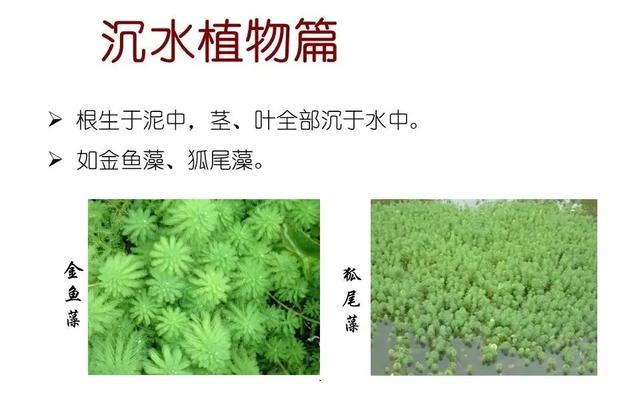 水生植物种类