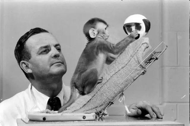 恒河猴实验以爱的名义做残忍的虐心实验使许多幼儿重获母爱