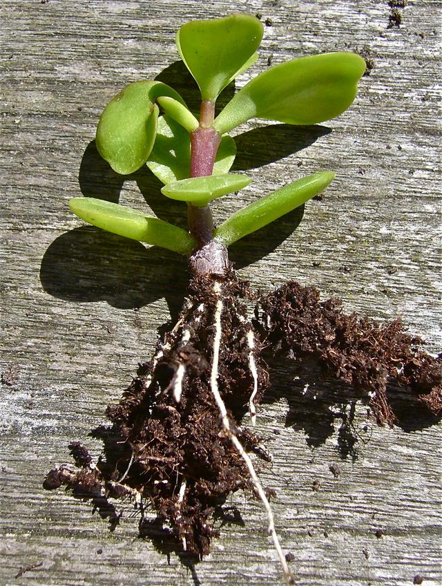 金枝玉叶植物 金枝玉叶植物（金枝玉叶植物寓意） 生活