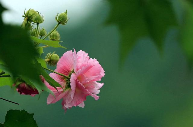 芙蓉花有几种