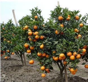 老化的柑橘树，怎样才能迅速恢复树势，达到高产稳产？