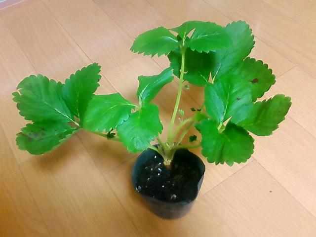 盆栽草莓